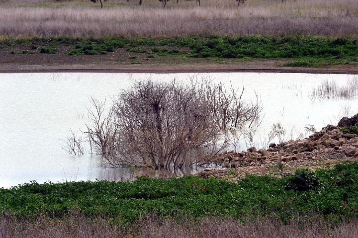 Biviere di Lentini 23.1.2011 (196).jpg